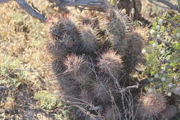 Image of Austrocactus bertinii Britton & Rose