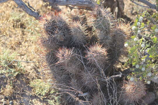 Image of Austrocactus bertinii Britton & Rose