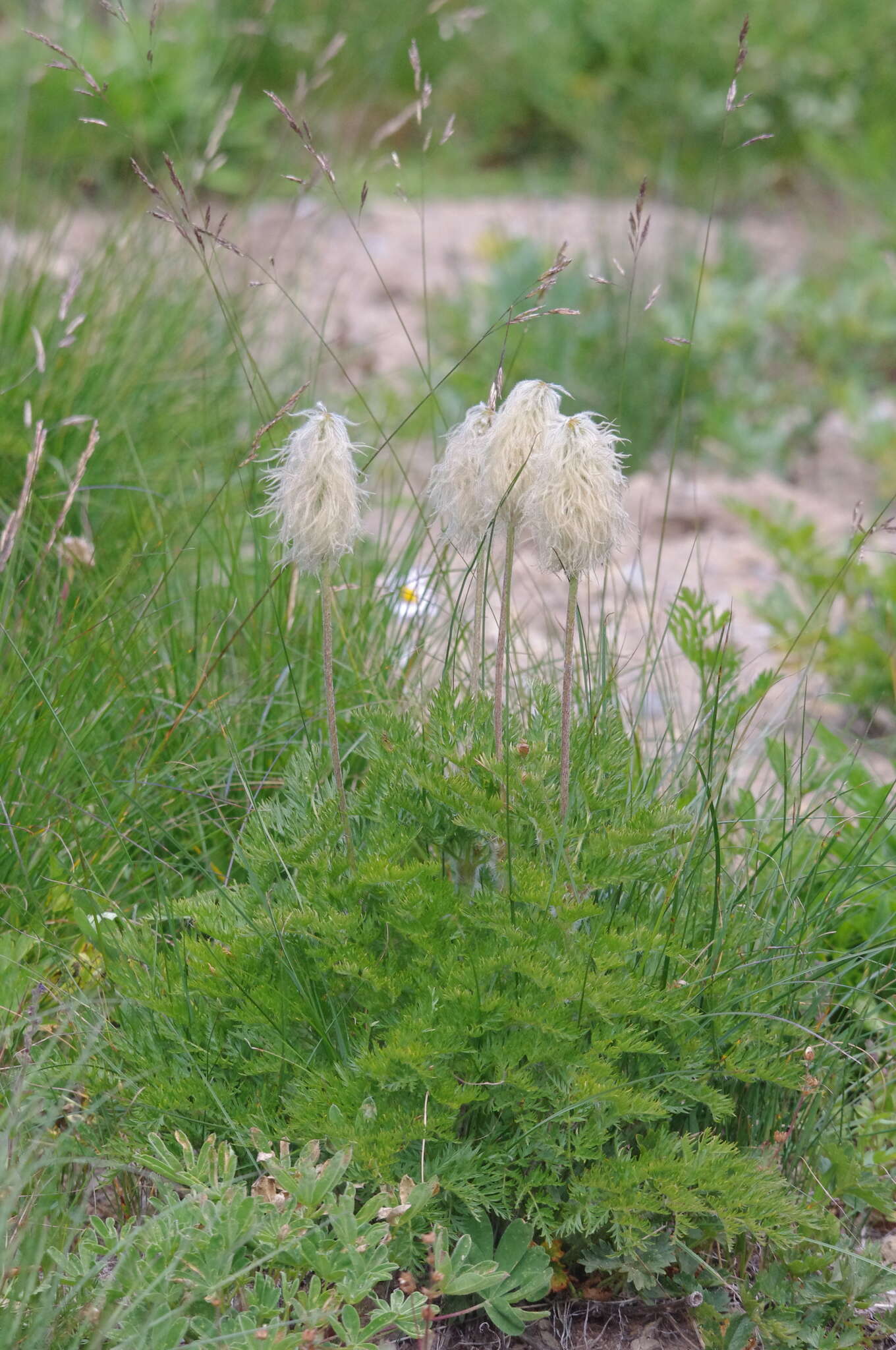 Image of white pasqueflower