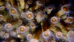 Image of orange encrusting anemone