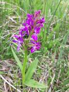 Image de Orchis de Traunsteiner