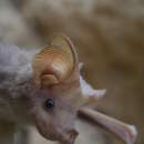 Image of Egyptian Mouse-tailed Bat