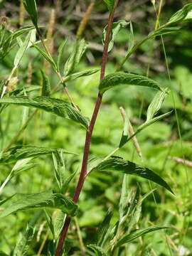 Image of Centaurea phrygia subsp. pseudophrygia (C. A. Mey.) Gugl.