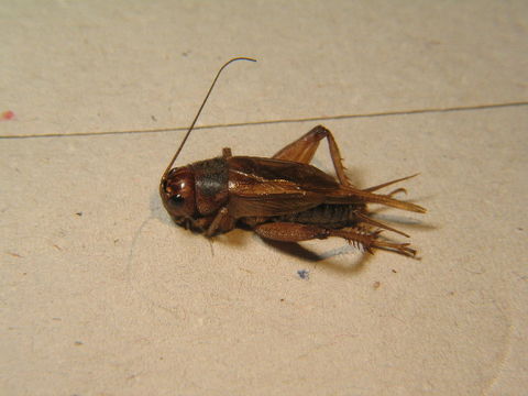 Image of Jamaican Field Cricket