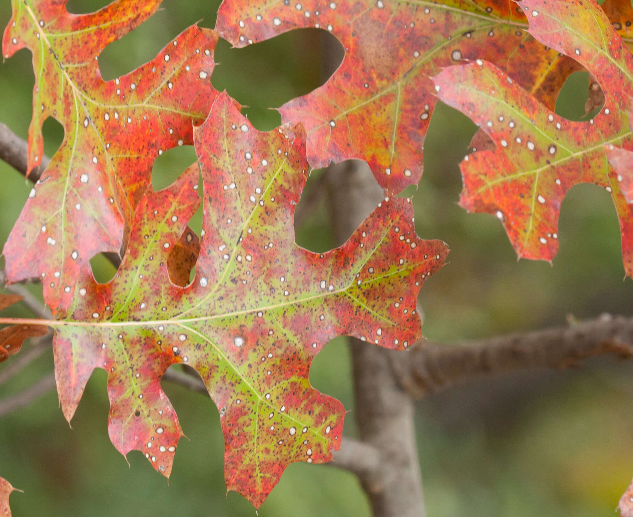 صورة Quercus buckleyi Nixon & Dorr