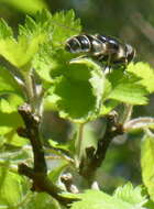 Image of Eristalis saxorum Wiedemann 1830