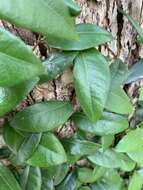 Image of Ficus punctata Thunb.