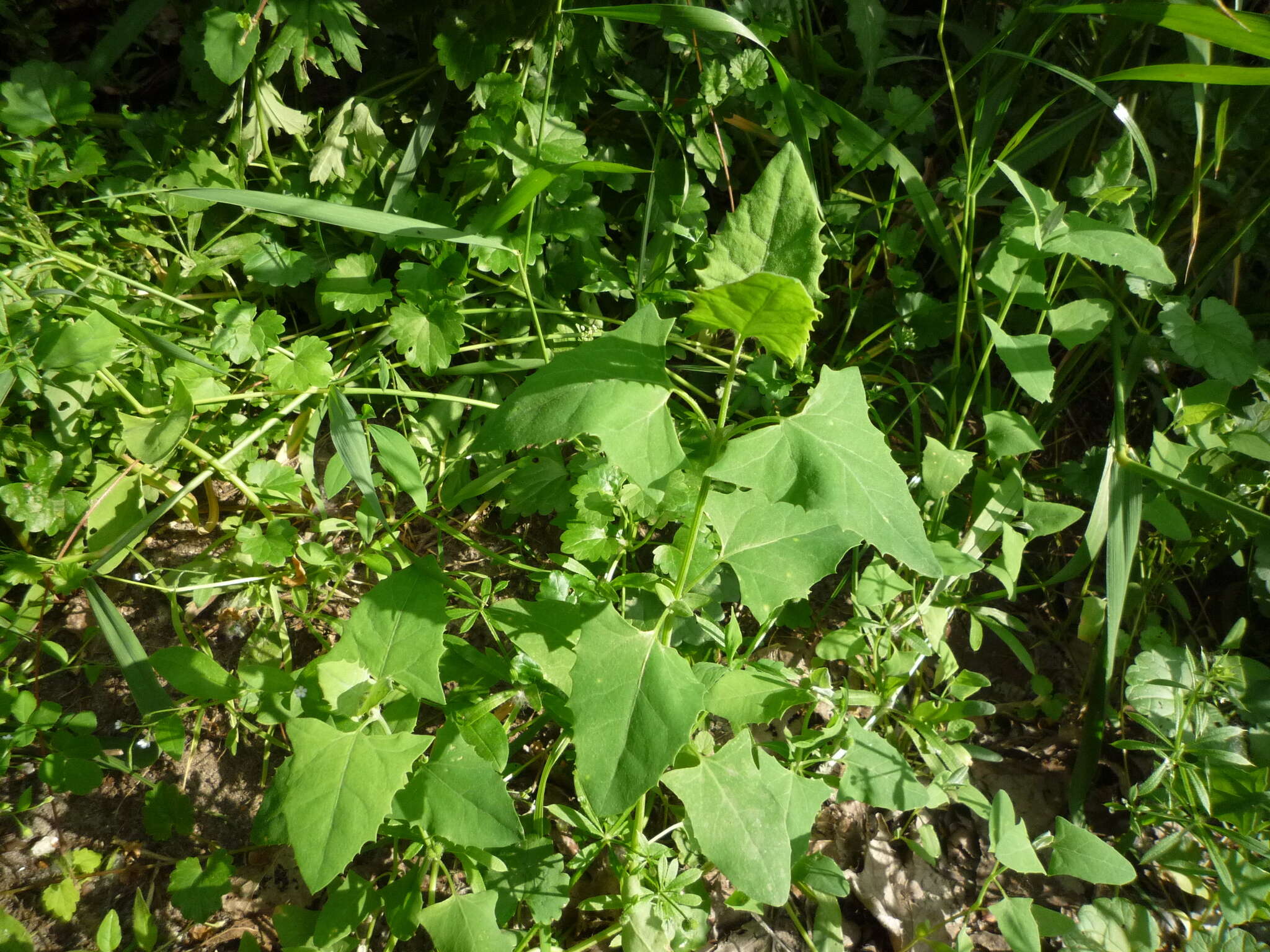 Image de Atriplex prostrata subsp. latifolia (Wahlenb.) Rauschert