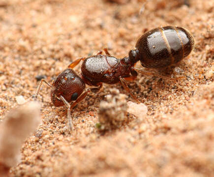 Image of Pheidole rugulosa Gregg 1959