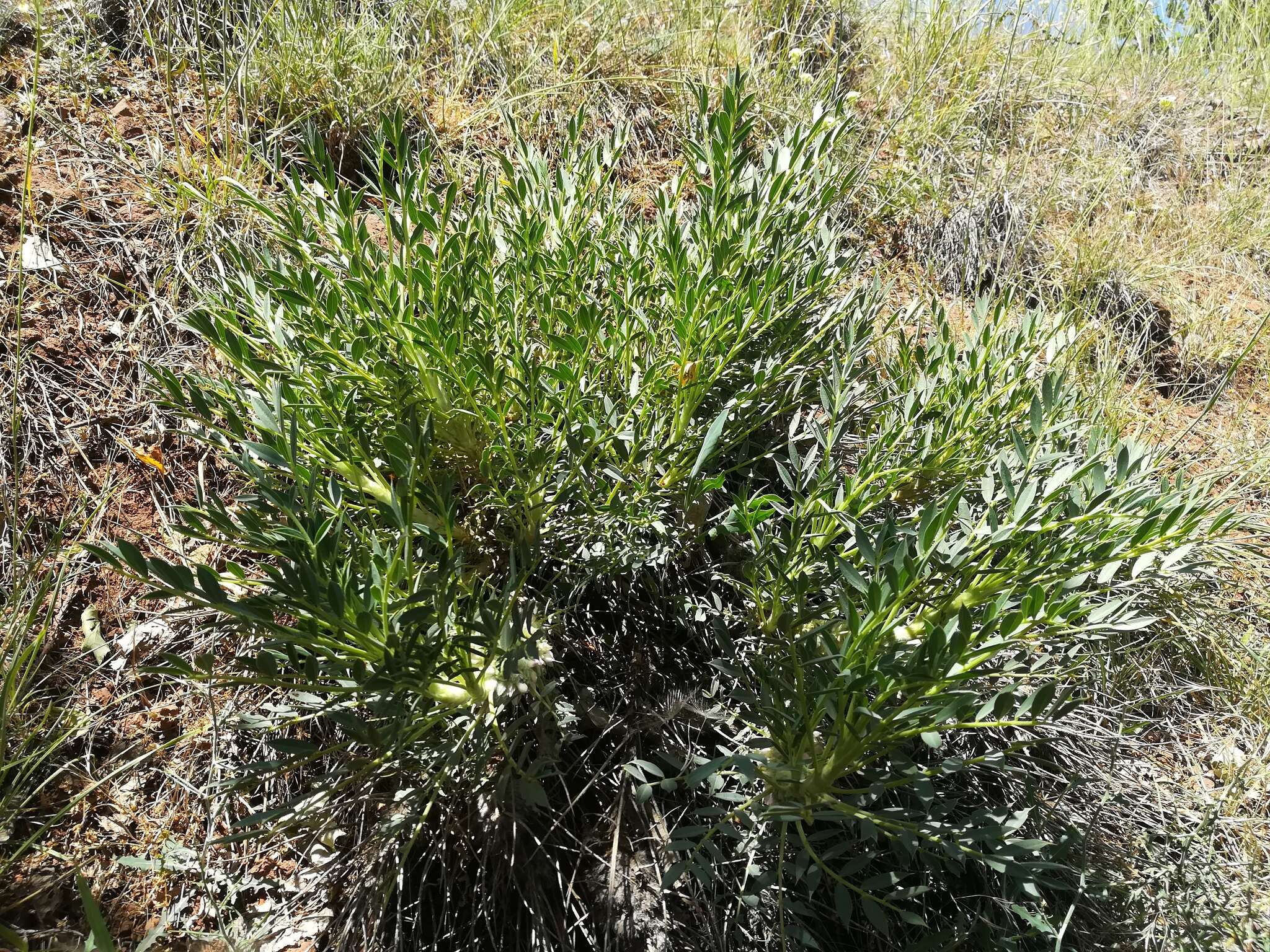 Image of Astragalus oleaefolius DC.