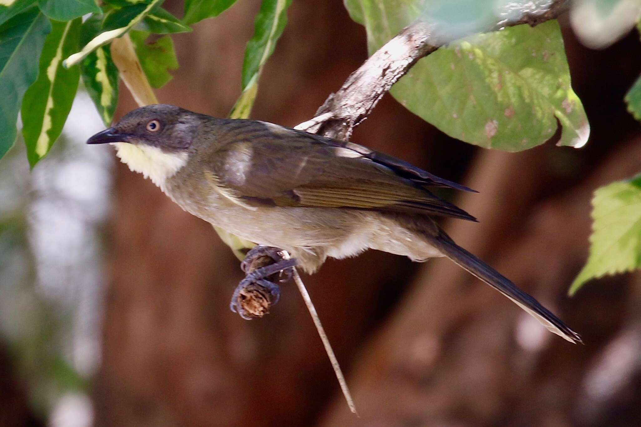 Image of Atimastillas flavicollis flavigula (Cabanis 1880)