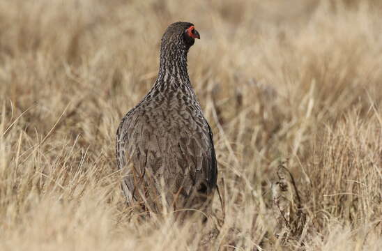 Image of Swainson's Spurfowl