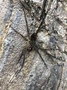 Image of Dolomedes vittatus Walckenaer 1837