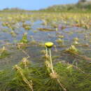 Image de Cotula myriophylloides Hook.