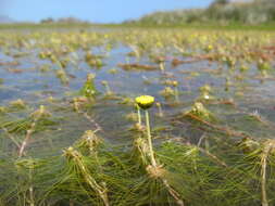 Image de Cotula myriophylloides Hook.