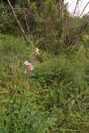 Image of Ixia longituba subsp. longituba