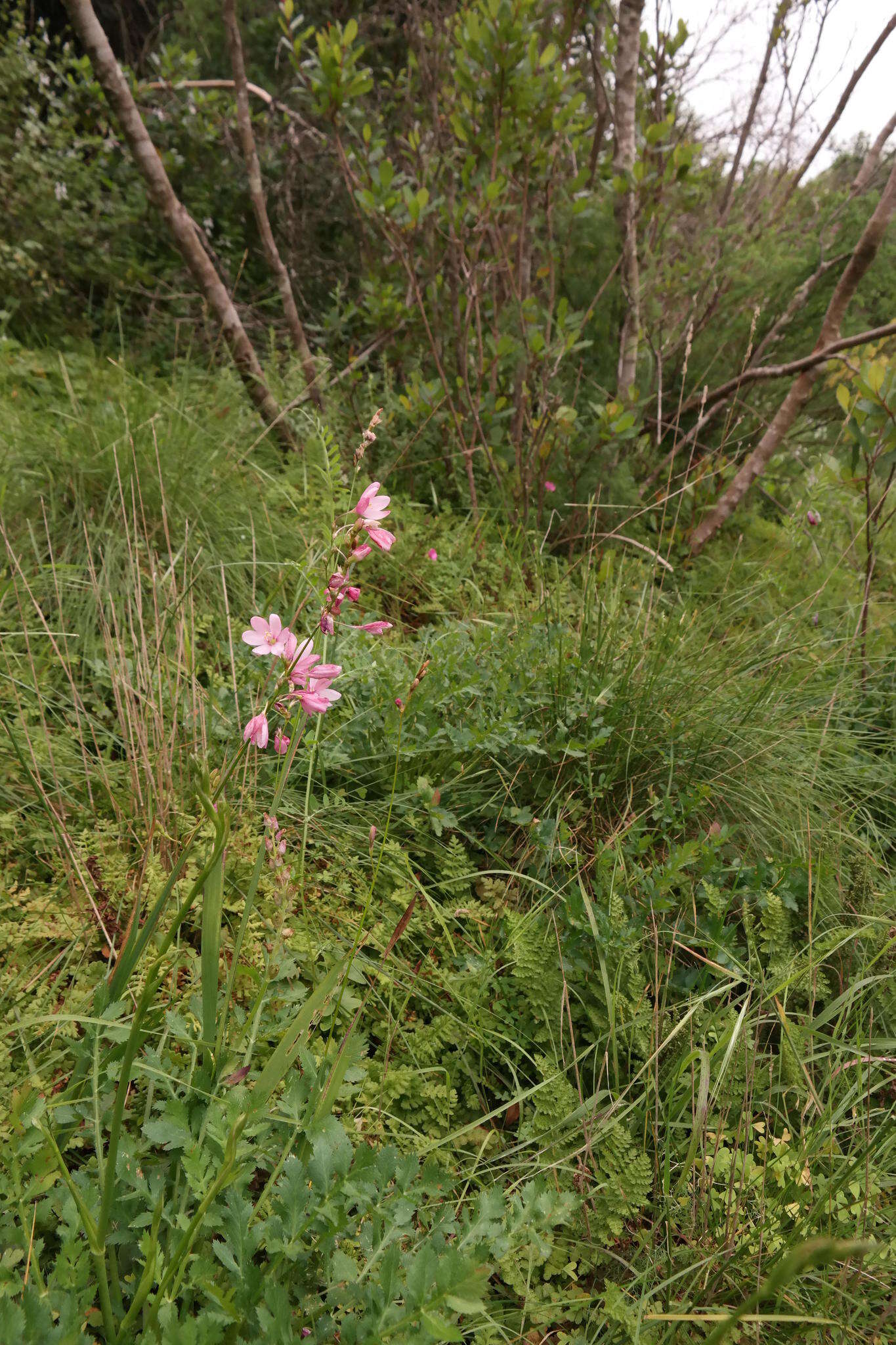 Image of Ixia longituba subsp. longituba