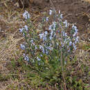 Image de Salvia merjamie Forssk.