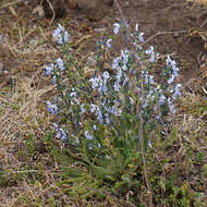 Image of Salvia merjamie Forssk.