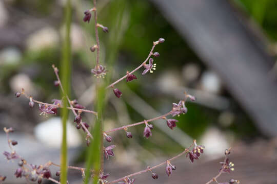 Image of Lomandra micrantha (Endl.) Ewart