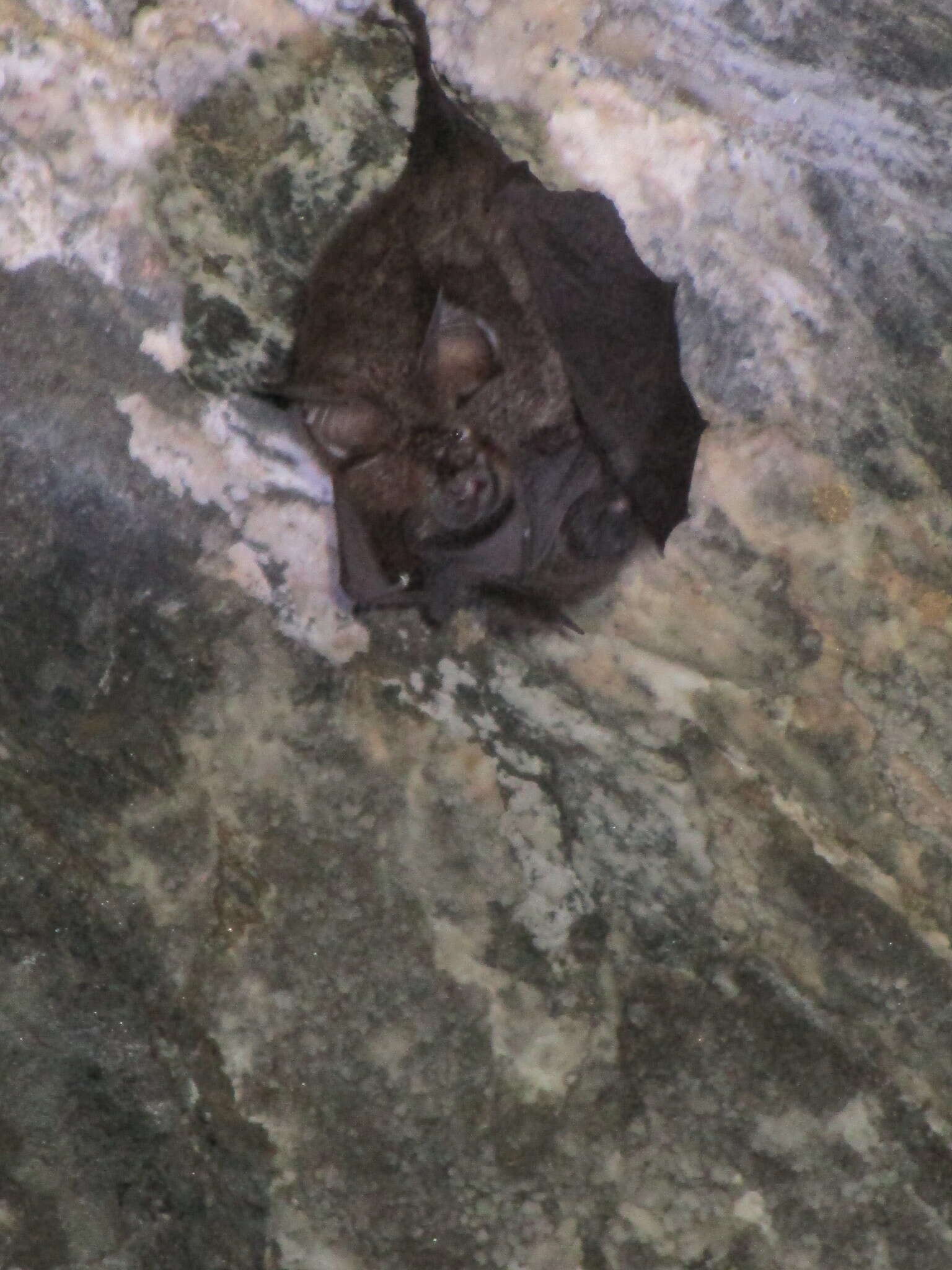 Image of Formosan Woolly Horseshoe Bat