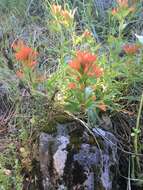 Image of acute Indian paintbrush