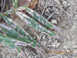 Image of Bursera bicolor (Willd. ex Schltdl.) Engl.