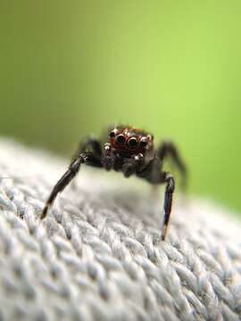 Image of Evarcha prosimilis Wesolowska & Cumming 2008