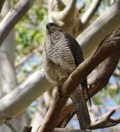 Image of Collared Sparrowhawk