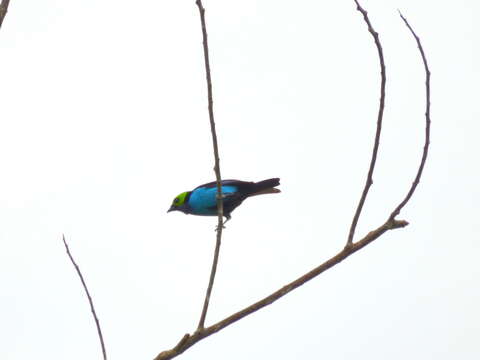 Image of Paradise Tanager