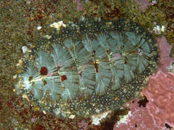 Image of Woody Chiton