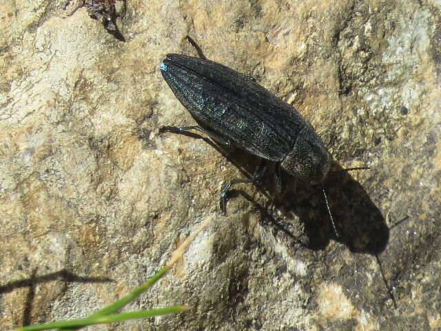 Imagem de Buprestis rustica Linnaeus 1758