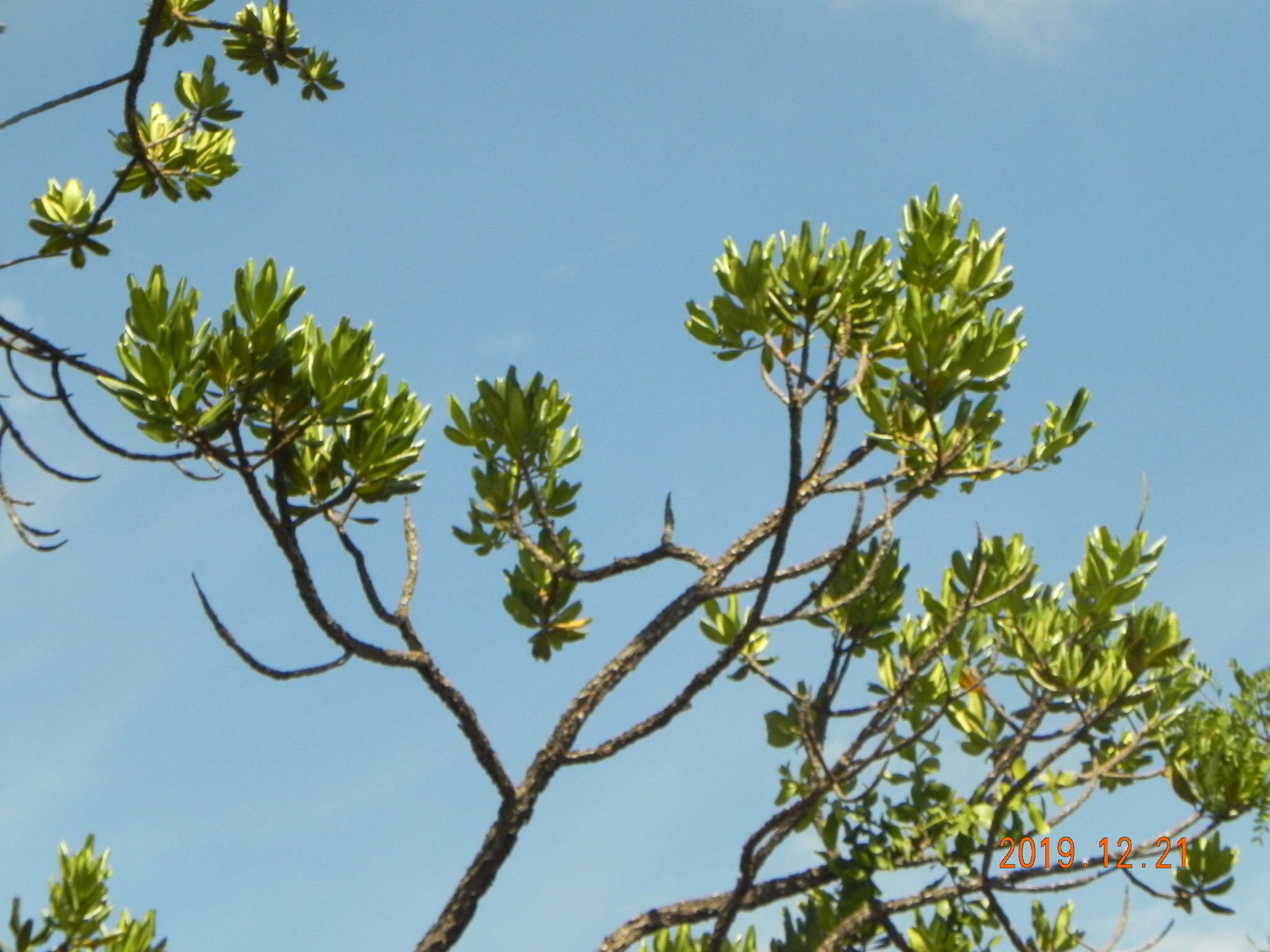 Image of Vochysia thyrsoidea Pohl