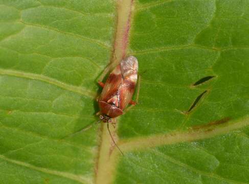 Слика од Orthops montanus (Schilling 1837)