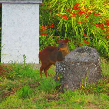 Image of Pudú