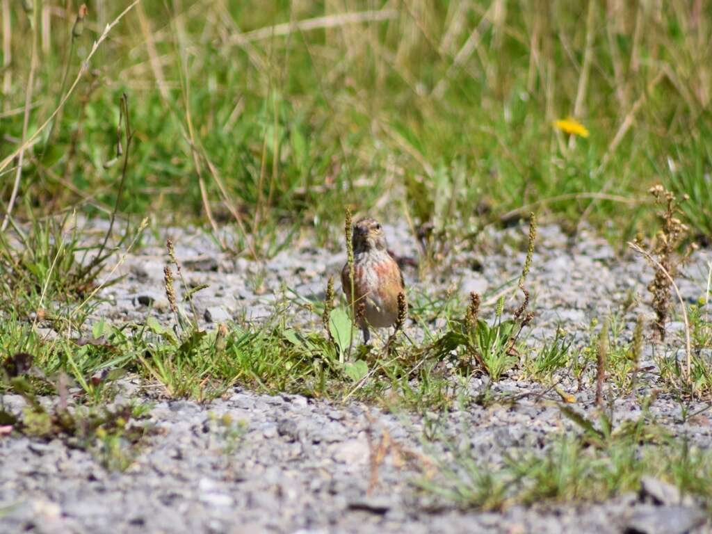 Image of Linnets