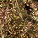 Sivun Lepidium schinzii Thell. kuva