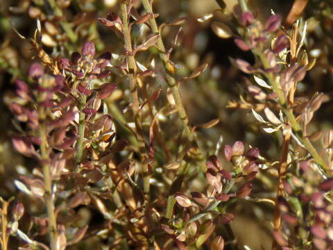 Image of Schinz's pepperweed