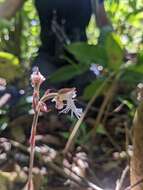 Image of Anoectochilus elatus Lindl.