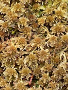 Image of sphagnum