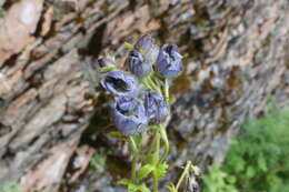 Image of Delphinium nepalense Kitam. & Tamura