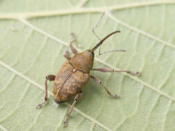 Imagem de Curculio nucum Linnaeus & C. 1758