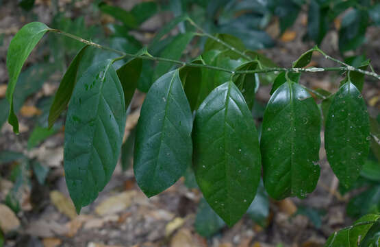 Image of Gomphandra australiana F. Müll.