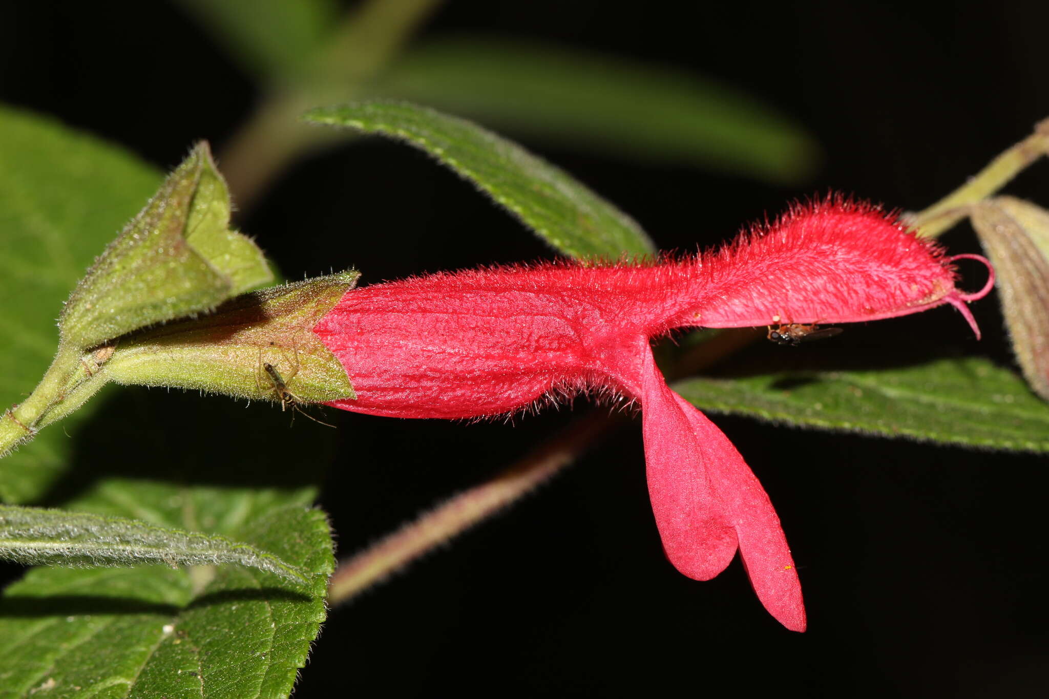 Image of Salvia gesneriiflora Lindl. & Paxton