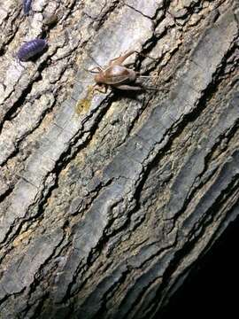 Image of Restless Bush Cricket