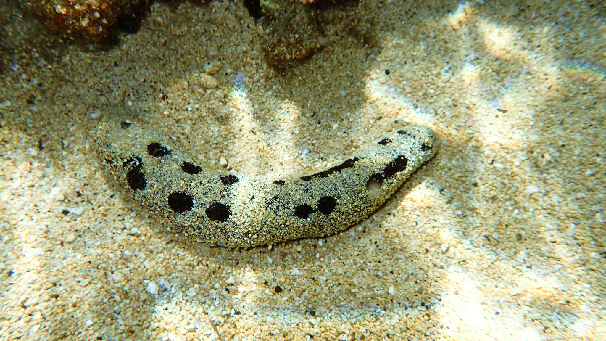 Image of Black sea cucumber