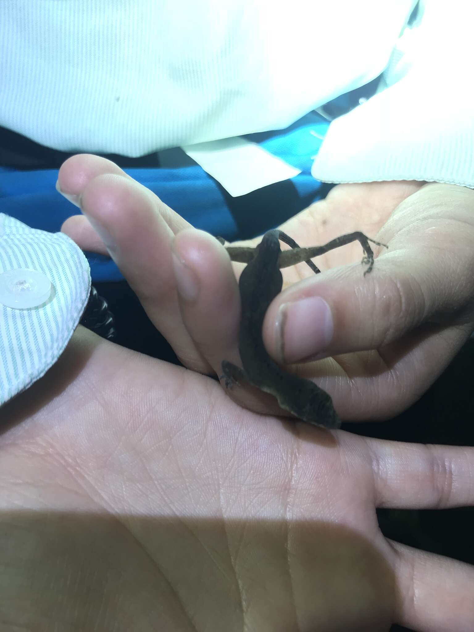 Image of Brown-eared anole