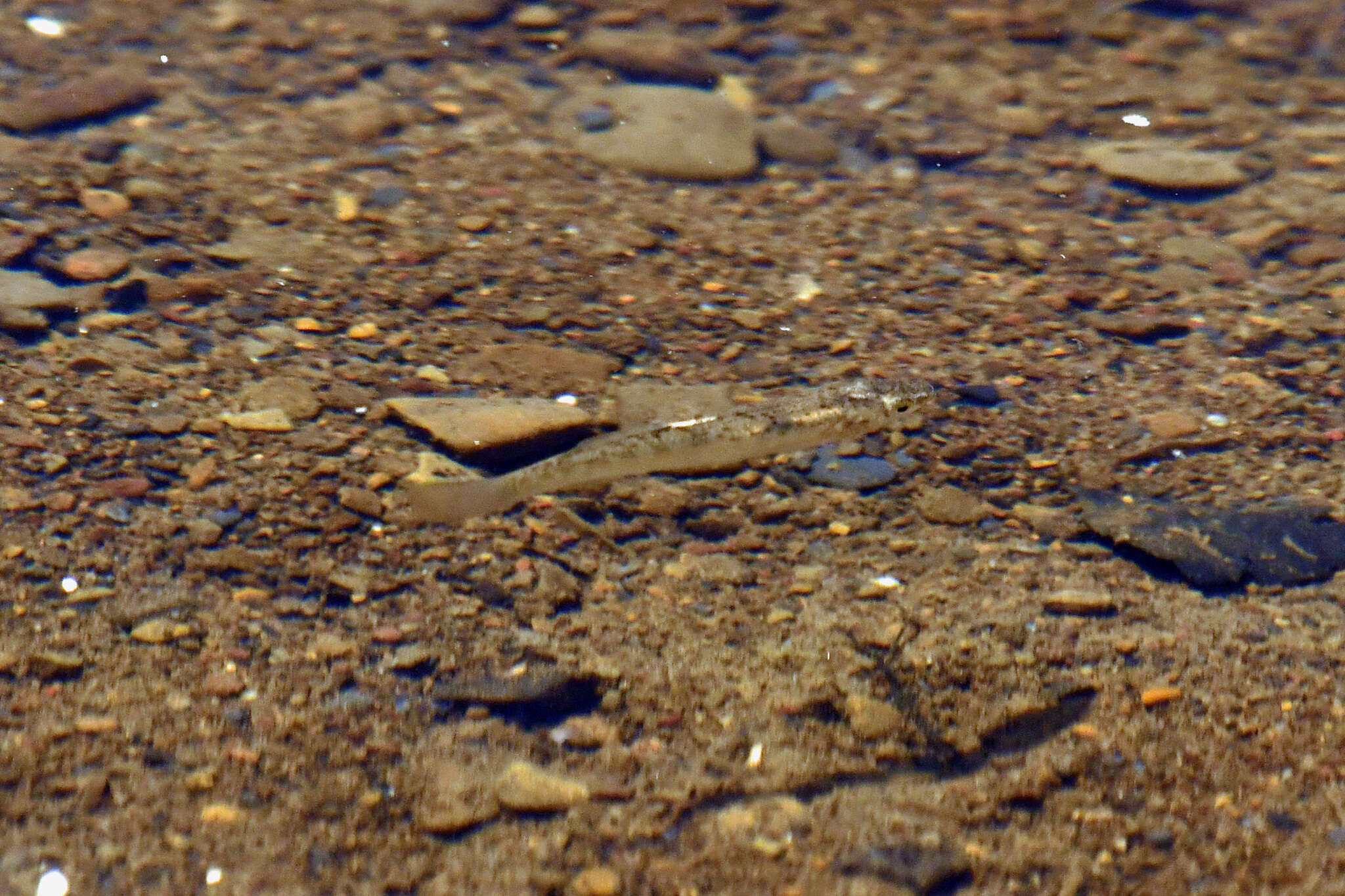 Image of Northern Studfish