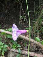 Imagem de Stictocardia tiliifolia (Desr.) Hall. fil.