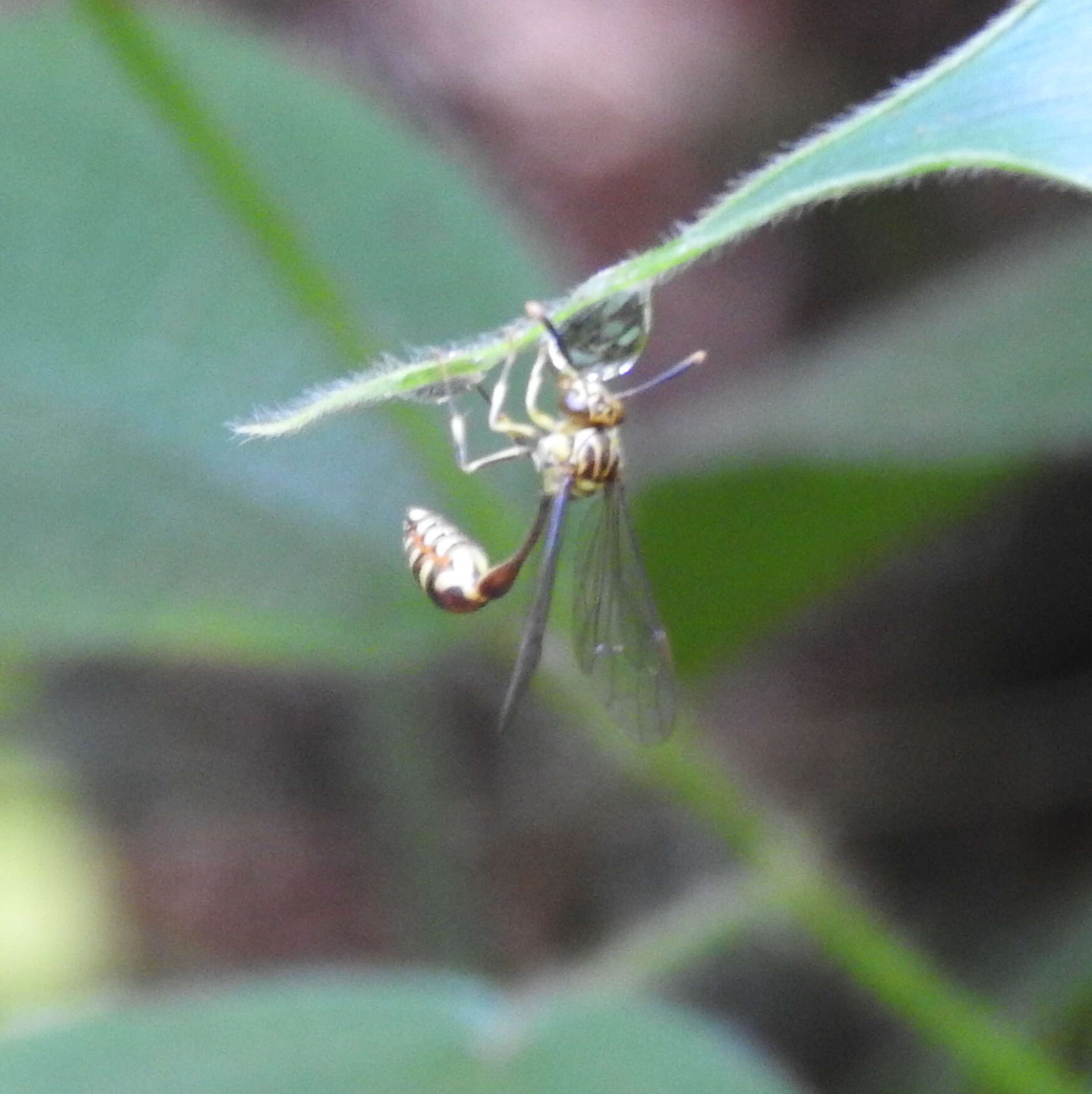 صورة Liostenogaster variapicta (Rohwer 1919)